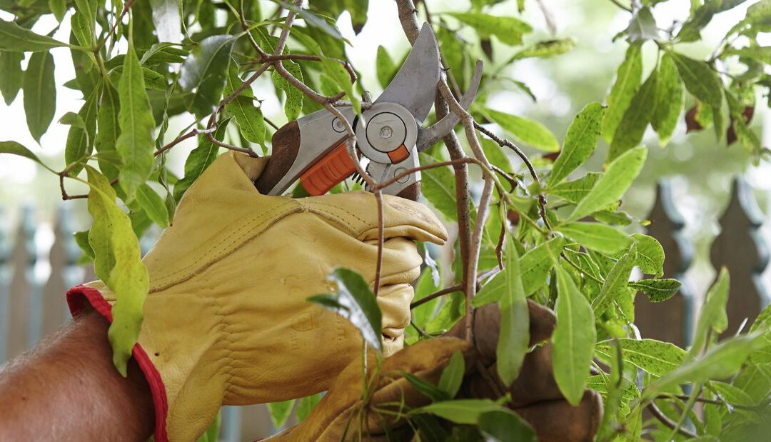 5 Reasons Why You Shouldn’t Prune Your Trees in Summer